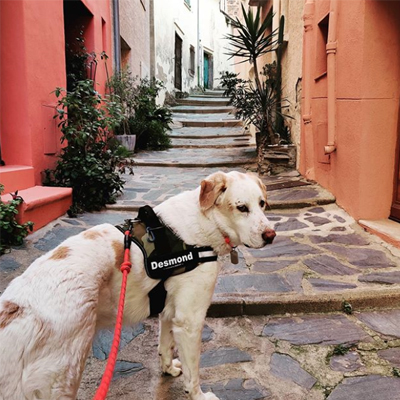 Desmond, Karen Karbo's Great Pyrenees Dog in France