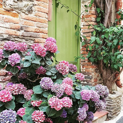 Purple flowers in france